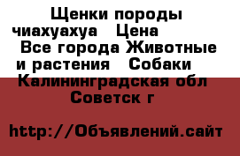 Щенки породы чиахуахуа › Цена ­ 12 000 - Все города Животные и растения » Собаки   . Калининградская обл.,Советск г.